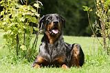 BEAUCERON 788